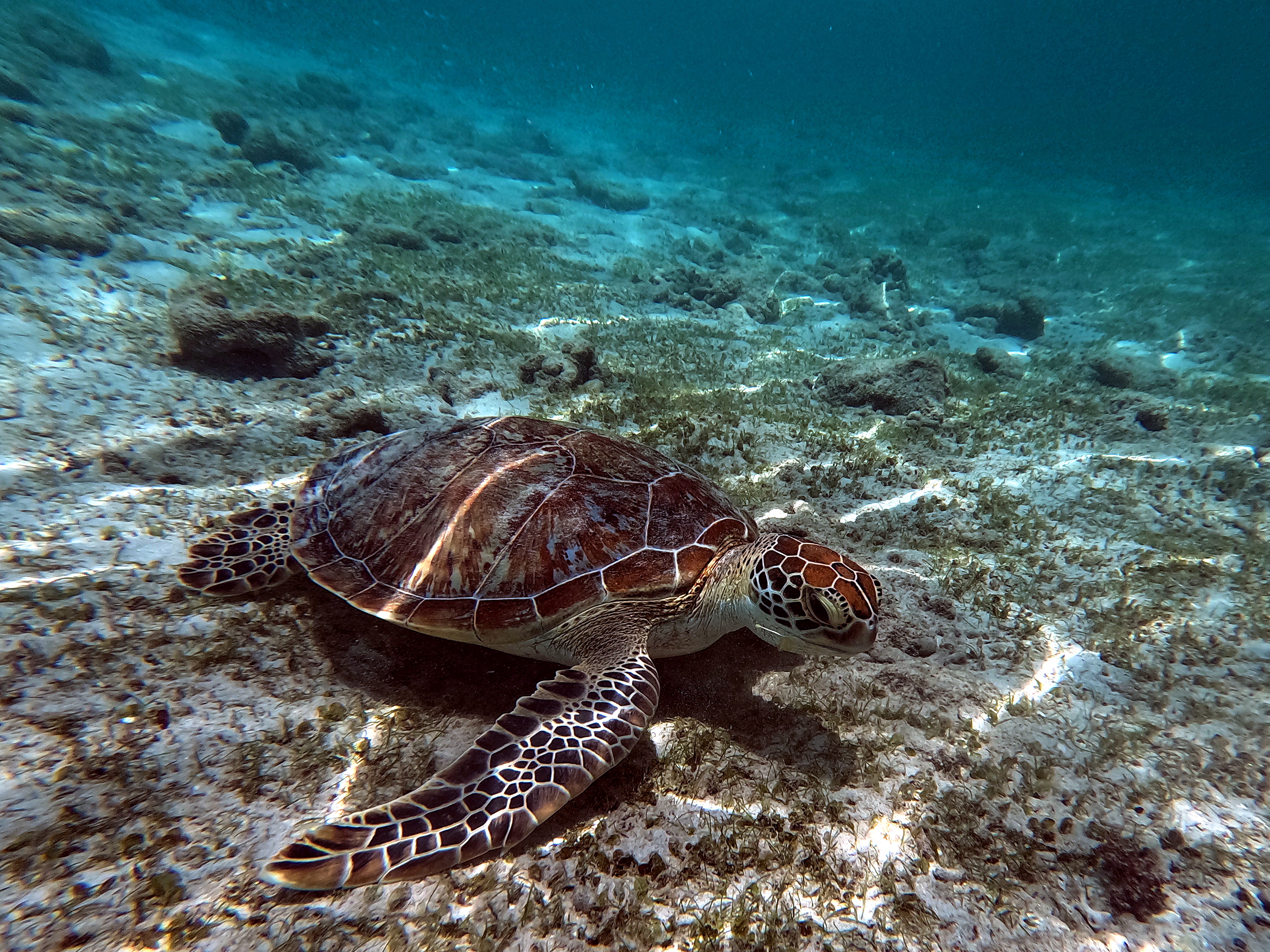Private Snorkeling — 4 Jam